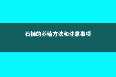 石楠的养殖方法和注意事项 (石楠的养殖方法和注意事项)