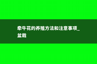 牵牛花的养殖方法大全 (牵牛花的养殖方法和注意事项 盆栽)