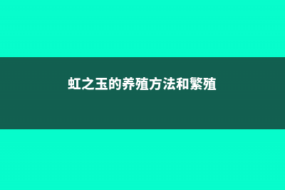 虹之玉的养殖方法大全 (虹之玉的养殖方法和繁殖)