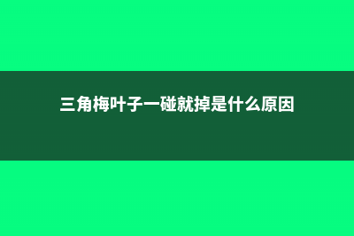 三角梅叶子一碰就掉是什么原因 (三角梅叶子一碰就掉是什么原因)