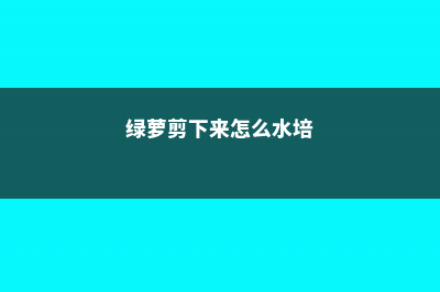 绿萝剪下来怎么插 (绿萝剪下来怎么水培)