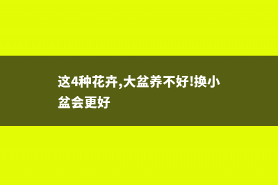 这“4种”花，开的花有巴掌大，颜色鲜艳赛杜鹃！ (这4种花卉,大盆养不好!换小盆会更好)