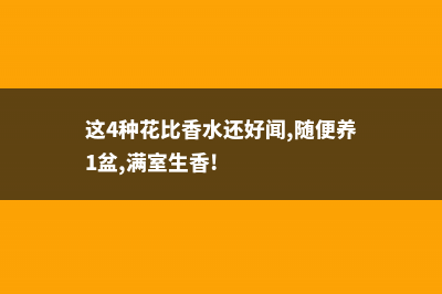 这“4种”花，花期365天长，每次开花70朵，一年四季有花看！ (这4种花比香水还好闻,随便养1盆,满室生香!)