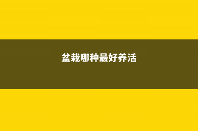 这种“盆栽”养成老桩可比玉树更值钱，枝叶绿，挂满小金果！ (盆栽哪种最好养活)