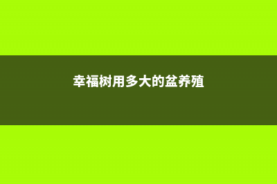 幸福树用多大的盆，多大才开花 (幸福树用多大的盆养殖)