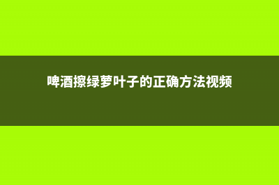 啤酒擦绿萝叶子行吗（什么植物可以用啤酒擦） (啤酒擦绿萝叶子的正确方法视频)