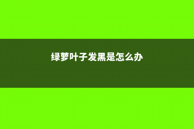 绿萝叶子发黑是什么原因，怎么补救 (绿萝叶子发黑是怎么办)