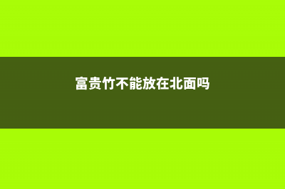 富贵竹不能放在哪里，能放空调上面吗 (富贵竹不能放在北面吗)