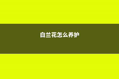 “白兰花”怎么养？10个常见问题，一学就会！ (白兰花怎么养护)