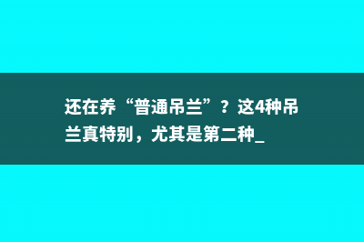 还在养“普通吊兰”？这4种吊兰真特别，尤其是第二种 