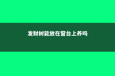 发财树能放在窗台上吗，养在哪里长得好 (发财树能放在窗台上养吗)