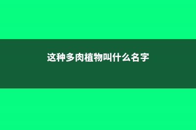 这种多肉就是聚宝盆，养1盆金钱滚滚来，新年发大财！ (这种多肉植物叫什么名字)