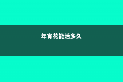 “4种”年宵花，春节养最合适，家里喜气洋洋，过个团圆年！ (年宵花能活多久)