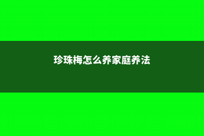 珍珠梅怎么养 (珍珠梅怎么养家庭养法)