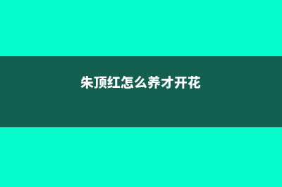 朱顶红怎么养 (朱顶红怎么养才开花)