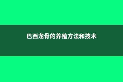 巴西龙骨的养殖方法和注意事项 (巴西龙骨的养殖方法和技术)