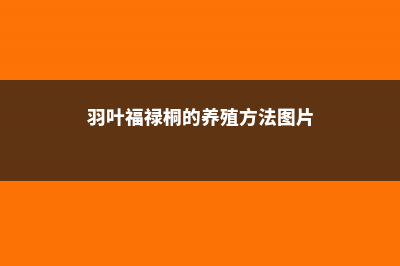 羽叶福禄桐的养殖方法和注意事项 (羽叶福禄桐的养殖方法图片)