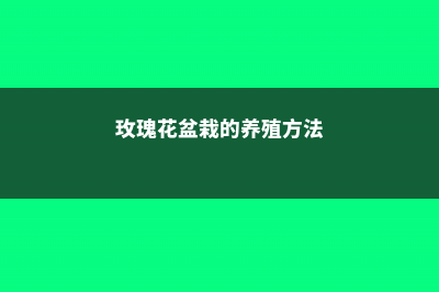 玫瑰花盆栽的养殖方法和注意事项 (玫瑰花盆栽的养殖方法)