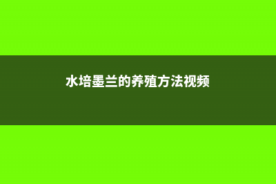 水培墨兰的养殖方法和注意事项 (水培墨兰的养殖方法视频)