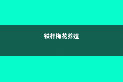 铁梅花的养殖方法和注意事项 (铁杆梅花养殖)