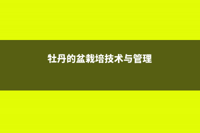 牡丹盆栽的养殖方法和注意事项 (牡丹的盆栽培技术与管理)