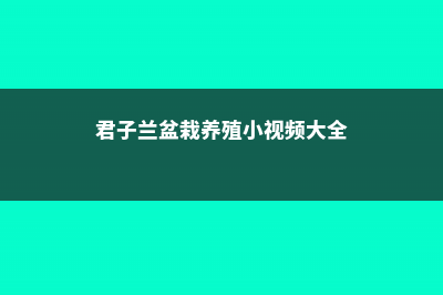 君子兰盆栽的养殖方法和注意事项 (君子兰盆栽养殖小视频大全)