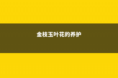 金枝玉叶花的养殖方法和注意事项 (金枝玉叶花的养护)