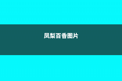 凤梨百合的养殖方法和注意事项 (凤梨百香图片)