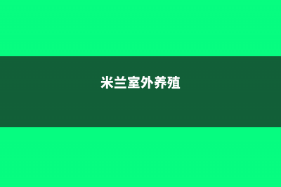 米兰的室内养殖方法和注意事项 (米兰室外养殖)