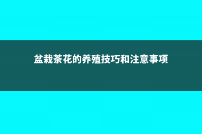 盆栽茶花的养殖方法和注意事项 (盆栽茶花的养殖技巧和注意事项)