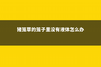 猪笼草的笼子里很多水，是不是不正常的现象 (猪笼草的笼子里没有液体怎么办)