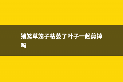 猪笼草笼子枯萎剪掉吗，从哪剪 (猪笼草笼子枯萎了叶子一起剪掉吗)