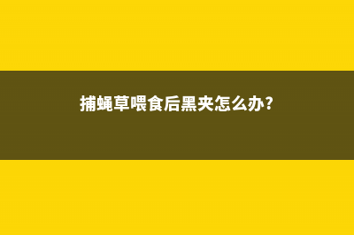 捕蝇草需要喂食吗，是怎么捕苍蝇的 (捕蝇草喂食后黑夹怎么办?)