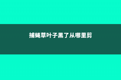 捕蝇草叶子黑了、夹子黑了怎么办 (捕蝇草叶子黑了从哪里剪)