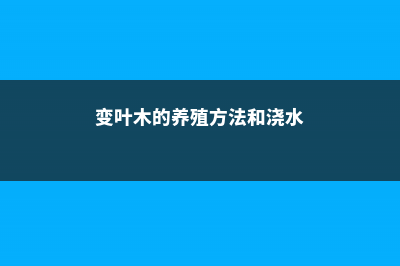 变叶木的养殖方法和注意事项 (变叶木的养殖方法和浇水)