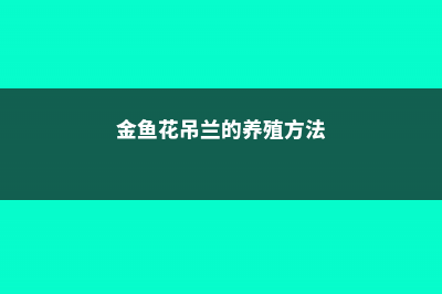 吊兰的养殖方法和注意事项 (金鱼花吊兰的养殖方法)