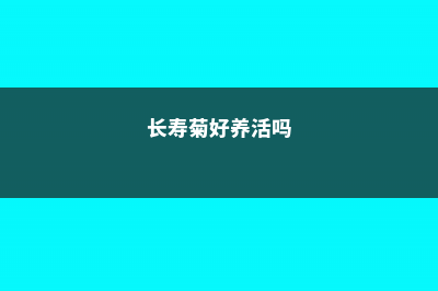 长寿菊的养殖方法和注意事项 (长寿菊好养活吗)