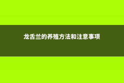 龙舌兰的养殖方法和注意事项 (龙舌兰的养殖方法和注意事项)