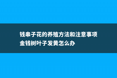 钱串子花的养殖方法和注意事项 (钱串子花的养殖方法和注意事项金钱树叶子发黄怎么办)