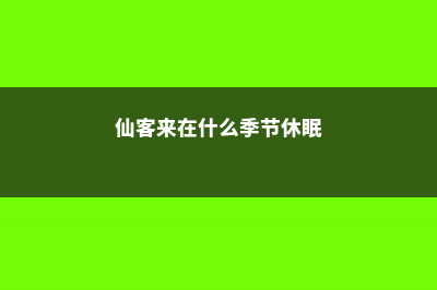 仙客来在什么季节开花 (仙客来在什么季节休眠)