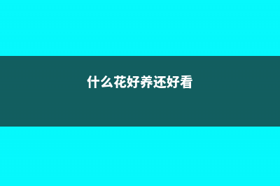 什么花好养还好看 (什么花好养还好看)