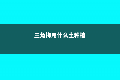 三角梅用什么土栽种 (三角梅用什么土种植)