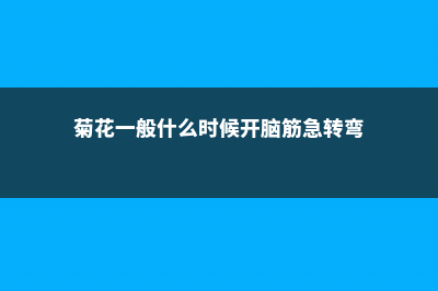 菊花一般什么时候浇水 (菊花一般什么时候开脑筋急转弯)