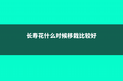 长寿花什么时候摘心 (长寿花什么时候移栽比较好)