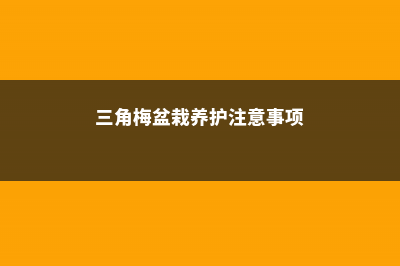 三角梅盆栽的养殖的方法和注意的事项 (三角梅盆栽养护注意事项)