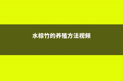 水棕竹的养殖方法和注意事项 (水棕竹的养殖方法视频)