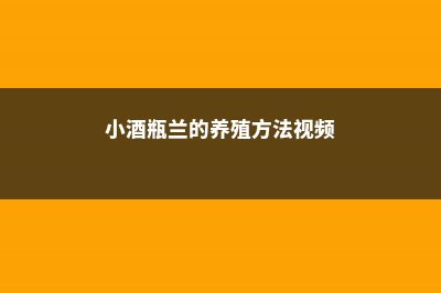 小酒瓶兰的养殖方法和注意事项 (小酒瓶兰的养殖方法视频)