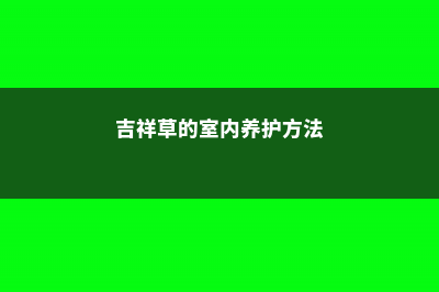 吉祥草的室内养殖方法和注意事项 (吉祥草的室内养护方法)