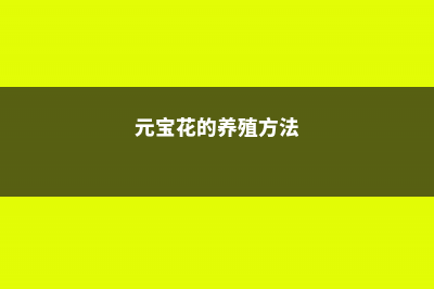 元宝花的养殖方法和注意事项 (元宝花的养殖方法)