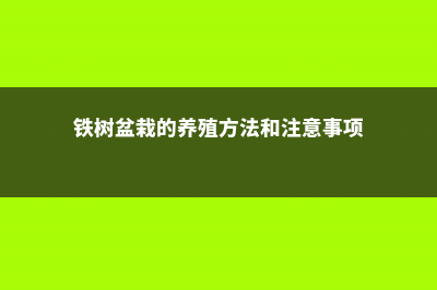 铁树盆栽的养殖方法和注意事项 (铁树盆栽的养殖方法和注意事项)